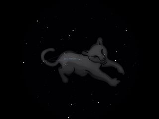 Petit Lion