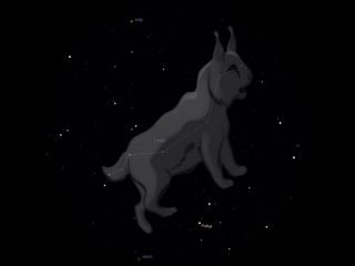 Lynx